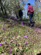 lots of shooting star